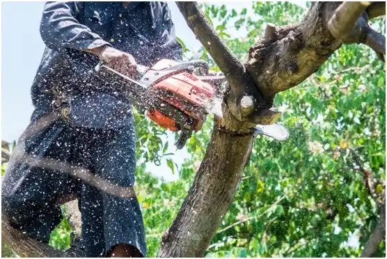 tree services Accomac
